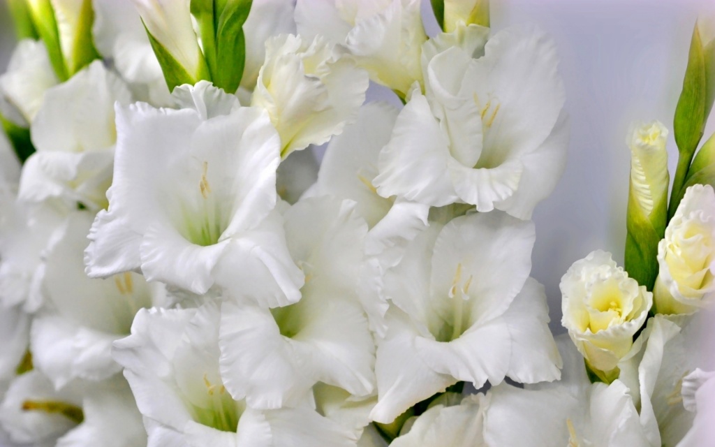 gladiol.jpg